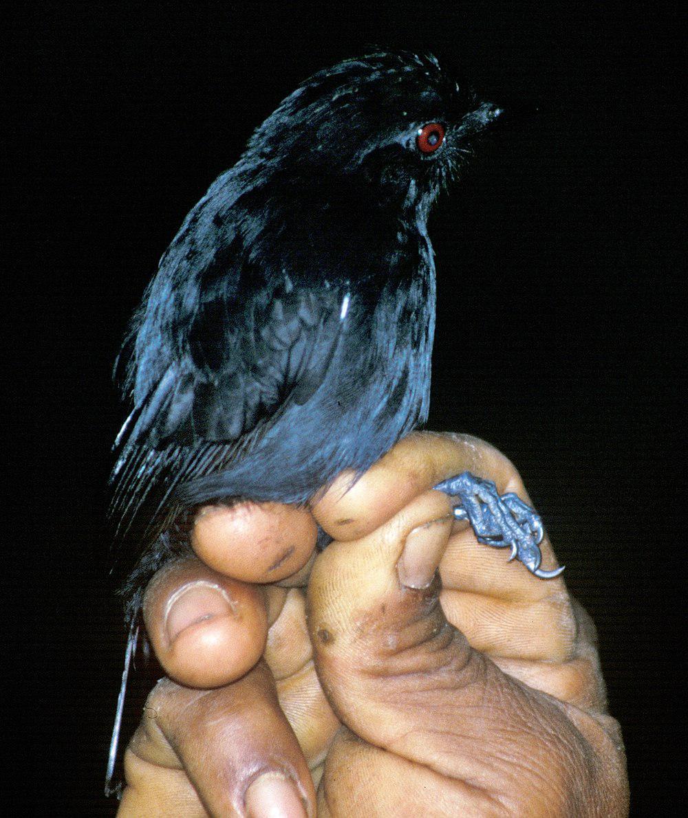 白肩蚁鵙 / White-shouldered Antshrike / Thamnophilus aethiops