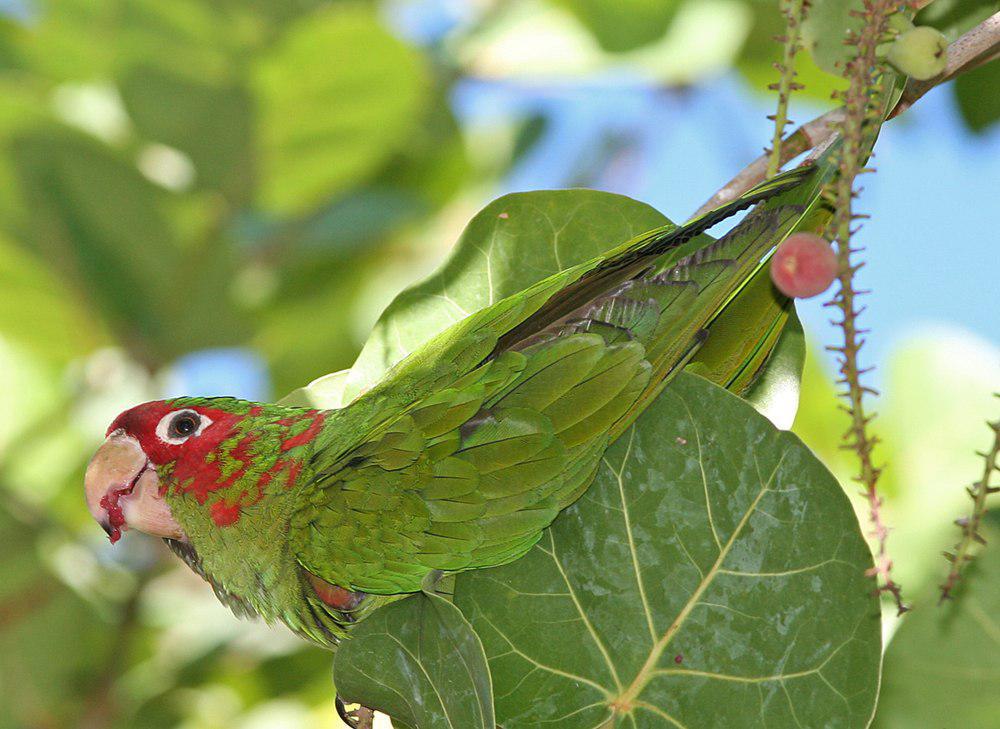 红耳绿鹦哥 / Mitred Parakeet / Psittacara mitratus