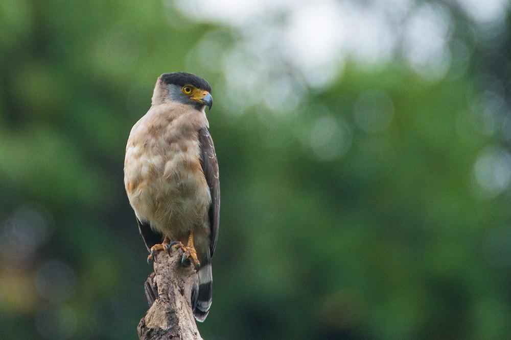 尼岛蛇雕 / Great Nicobar Serpent Eagle / Spilornis klossi