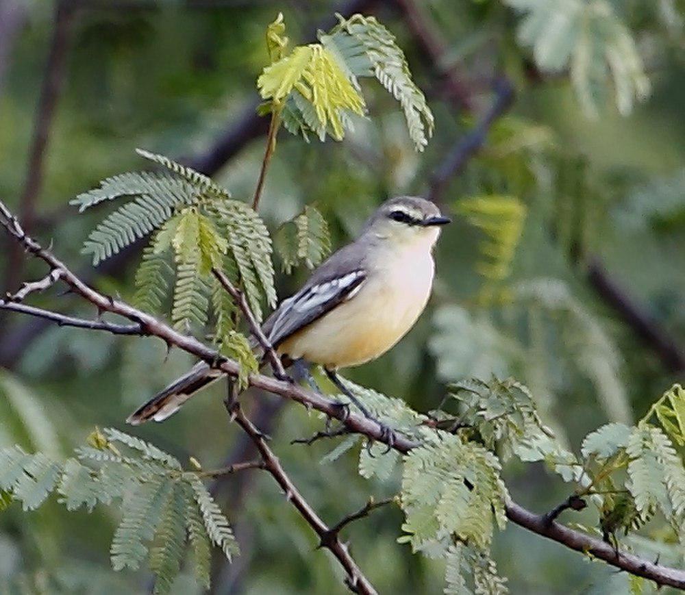 大霸鹟 / Greater Wagtail-Tyrant / Stigmatura budytoides