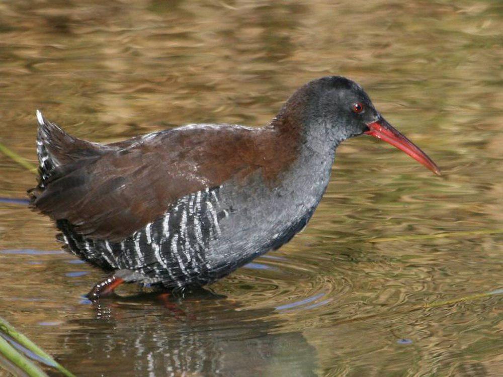 暗蓝秧鸡 / African Rail / Rallus caerulescens