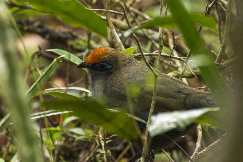 红额马岛鹃 / Red-fronted Coua / Coua reynaudii