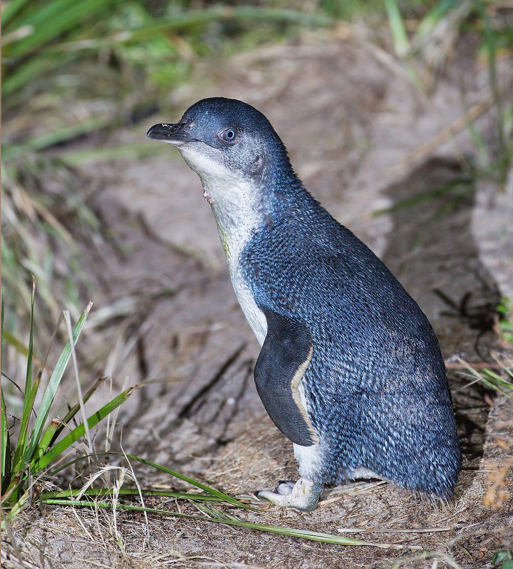 小企鹅 / Little Penguin / Eudyptula minor