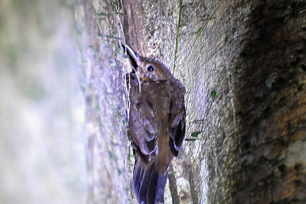 短嘴硬尾雀 / Short-billed Leaftosser / Sclerurus rufigularis