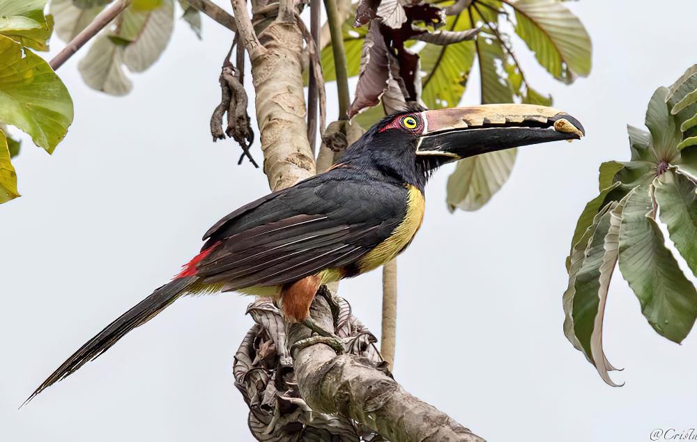 栗耳簇舌巨嘴鸟 / Chestnut-eared Aracari / Pteroglossus castanotis