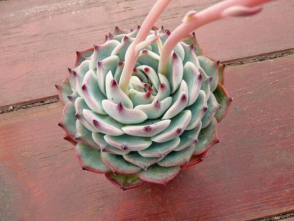 吉娃娃Echeveria chihuahuaensis