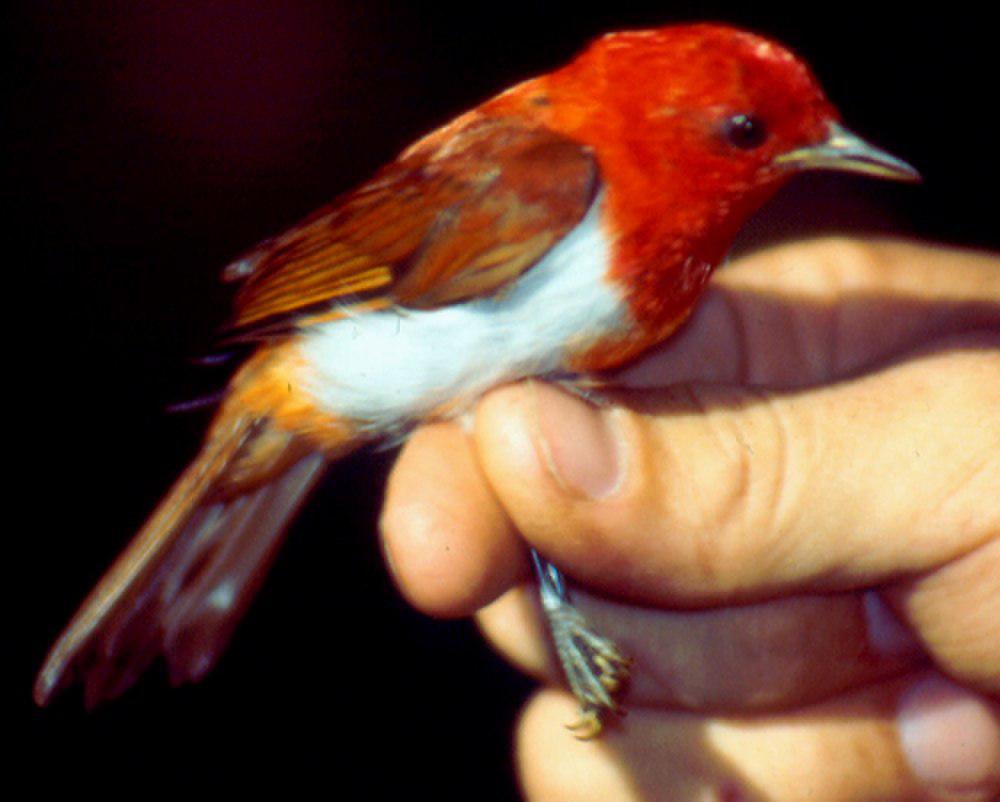 红白唐纳雀 / Scarlet-and-white Tanager / Chrysothlypis salmoni