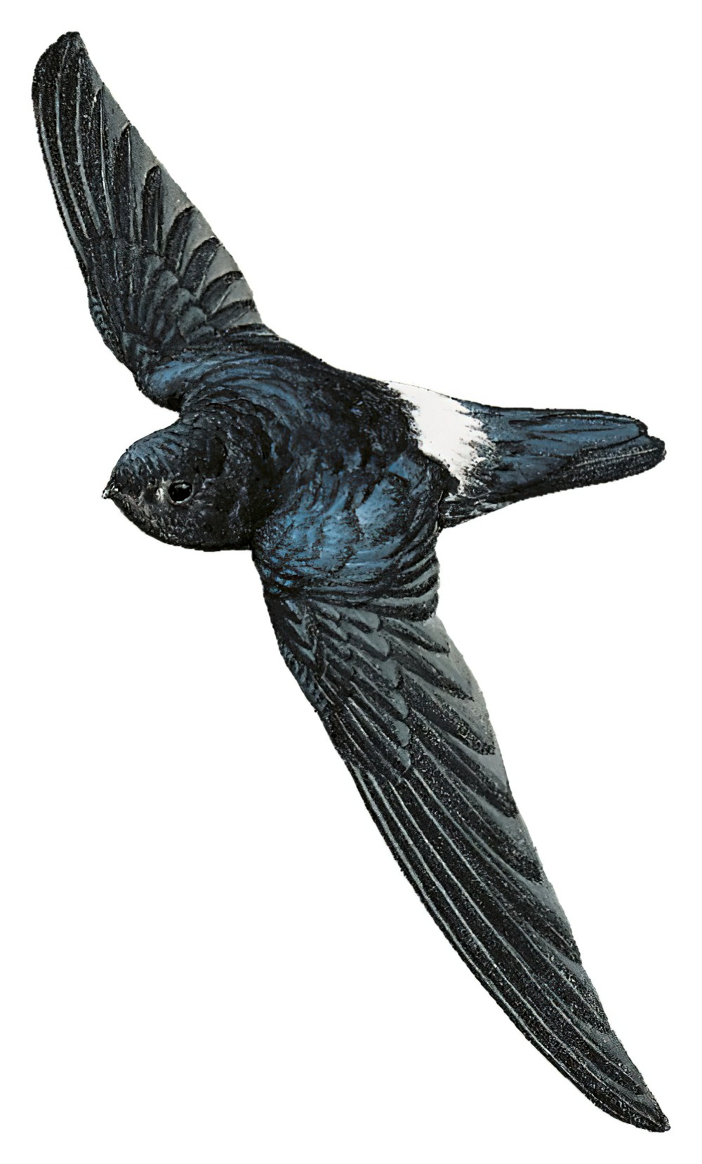 缎蓝金丝燕 / Satin Swiftlet / Collocalia uropygialis