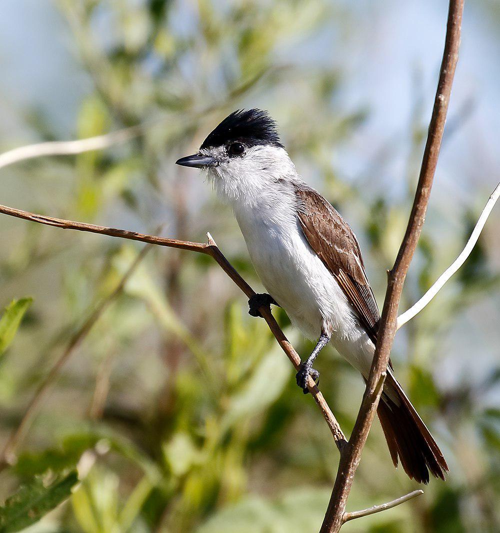 白枕霸鹟 / White-naped Xenopsaris / Xenopsaris albinucha