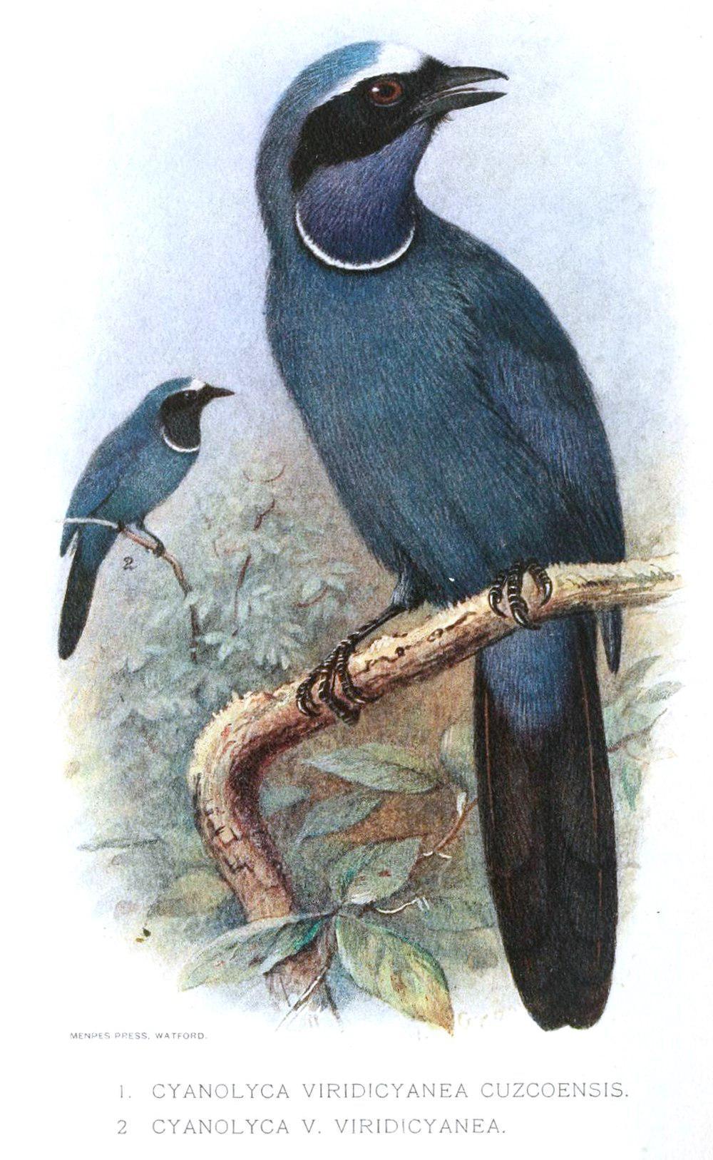 白领蓝头鹊 / White-collared Jay / Cyanolyca viridicyanus