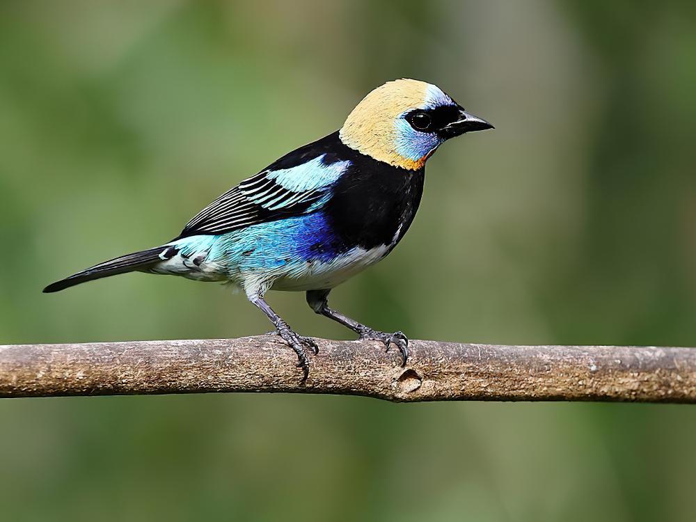 金头唐加拉雀 / Golden-hooded Tanager / Stilpnia larvata