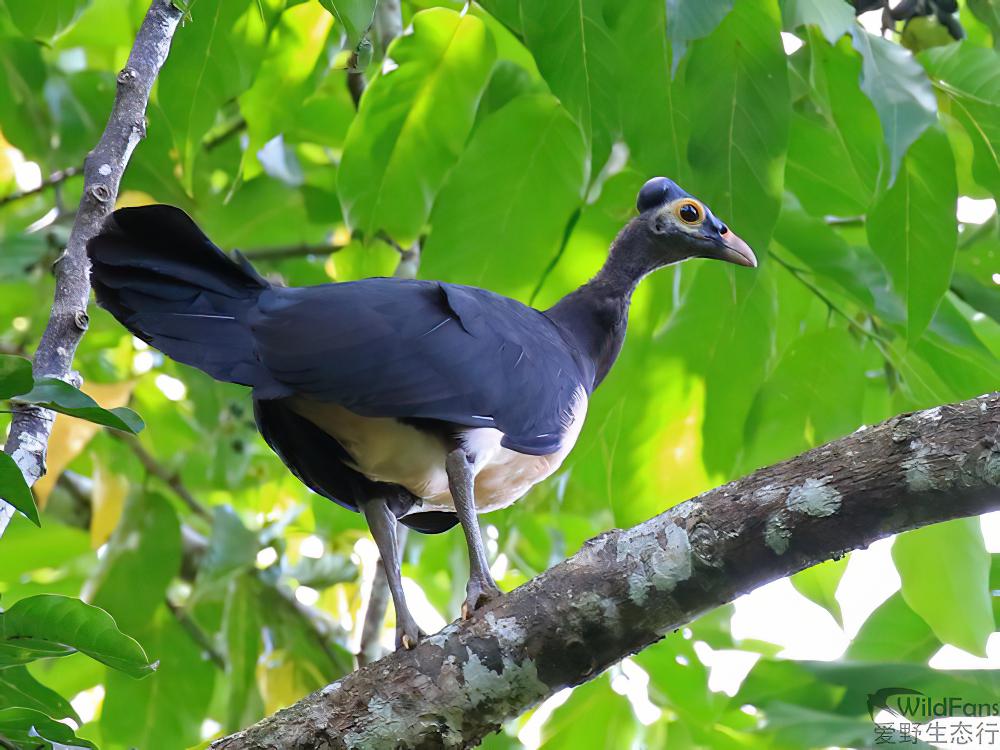 苏拉塚雉 / Sula Megapode / Megapodius bernsteinii