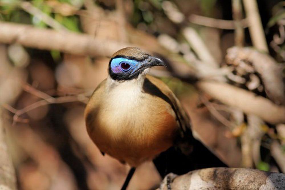 大马岛鹃 / Giant Coua / Coua gigas