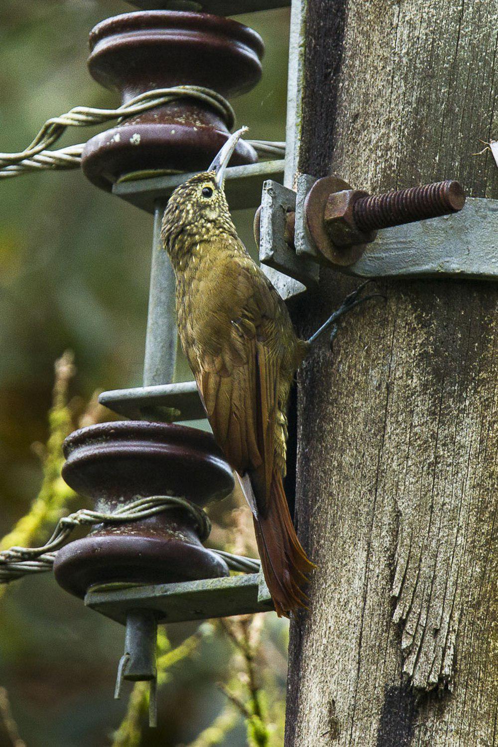 绿背䴕雀 / Olive-backed Woodcreeper / Xiphorhynchus triangularis