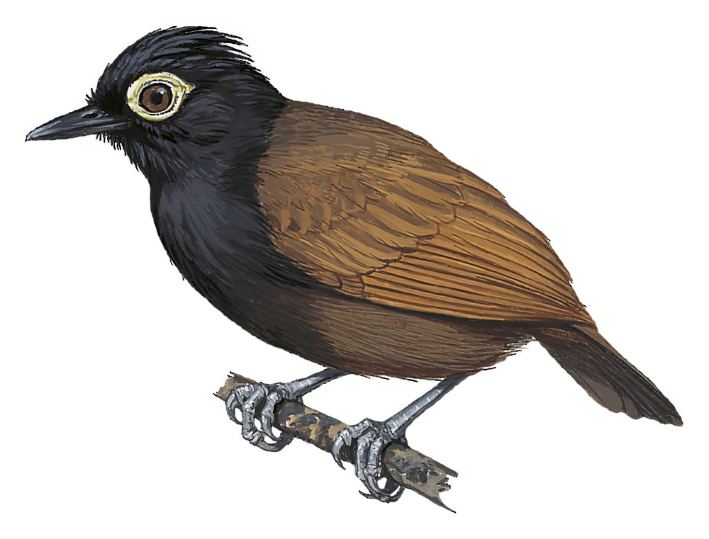 裸眼蚁鸟 / Bare-eyed Antbird / Rhegmatorhina gymnops