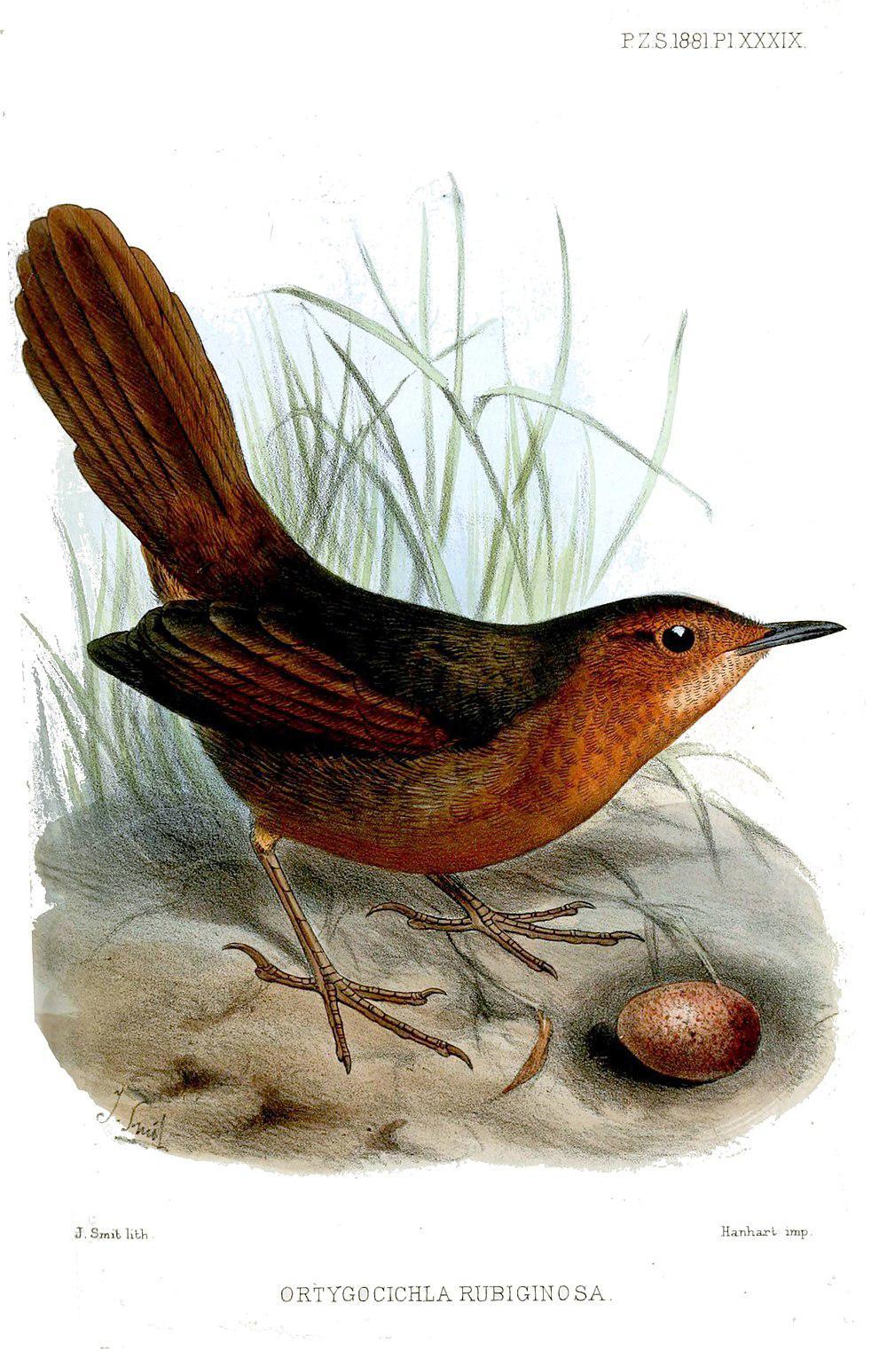 锈色草莺 / Rusty Thicketbird / Cincloramphus rubiginosus