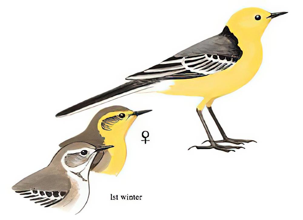 黄头鹡鸰 / Citrine Wagtail / Motacilla citreola