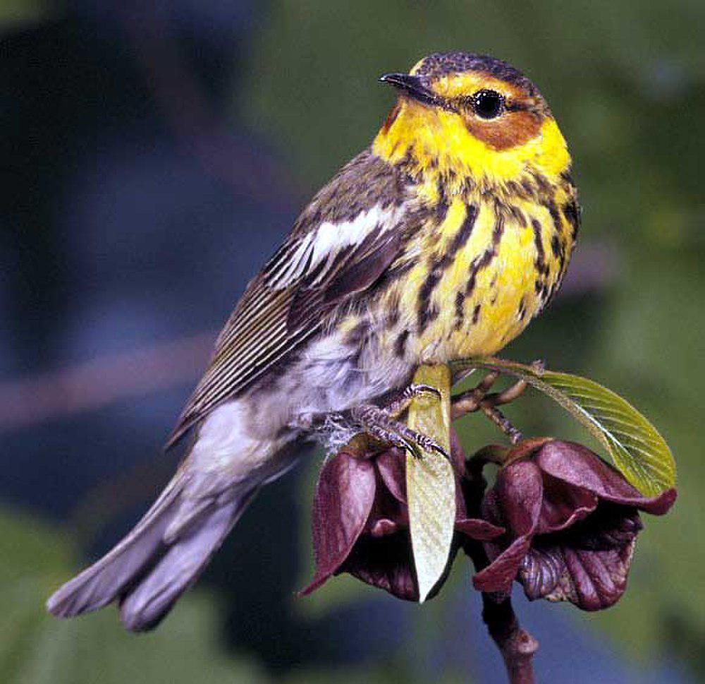 栗颊林莺 / Cape May Warbler / Setophaga tigrina