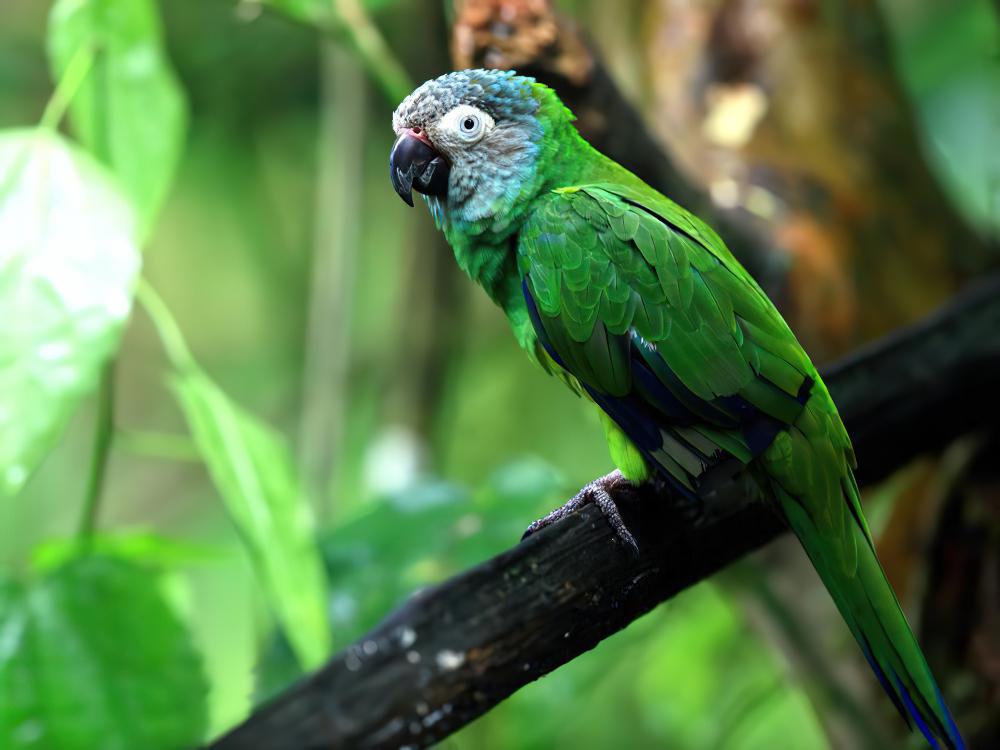 暗头鹦哥 / Dusky-headed Parakeet / Aratinga weddellii