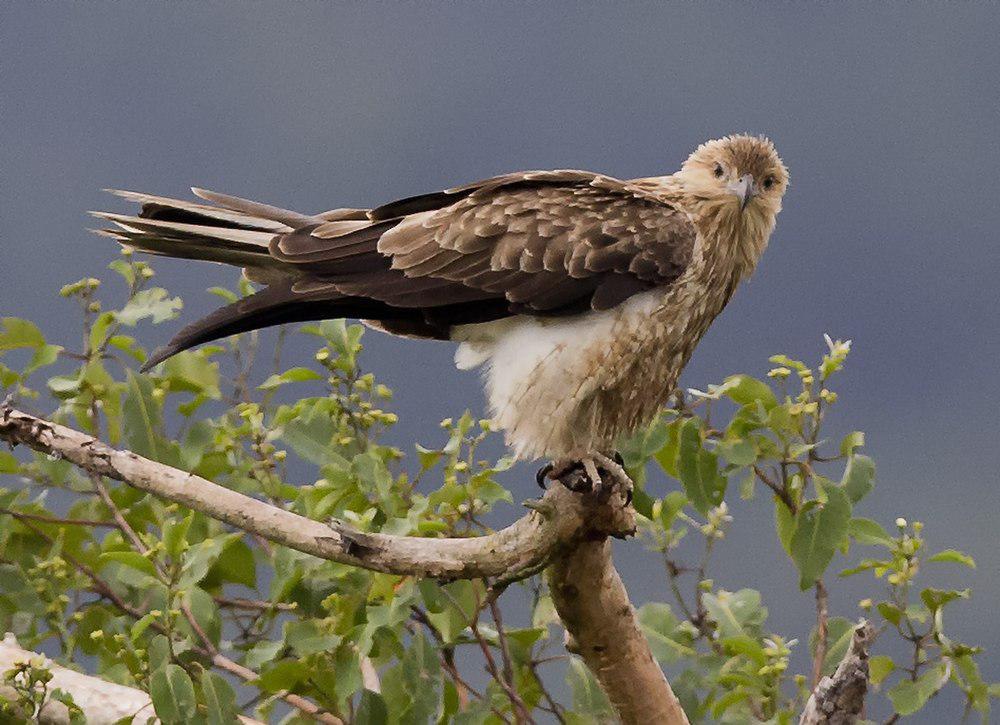 啸鸢 / Whistling Kite / Haliastur sphenurus