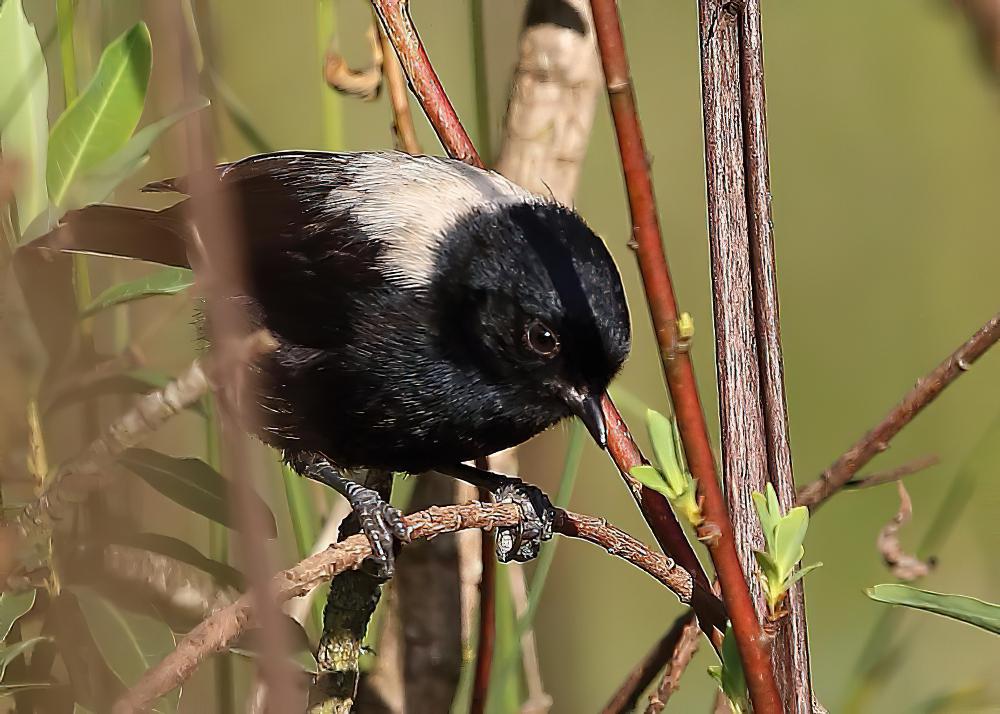 白背黑山雀 / White-backed Black Tit / Melaniparus leuconotus