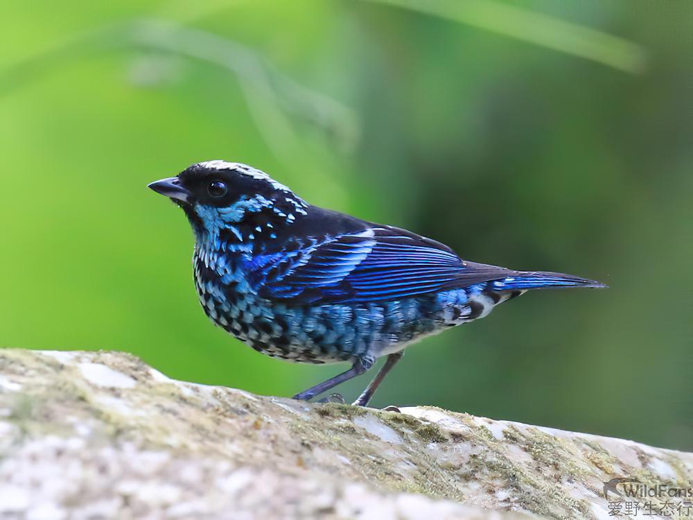 辉斑唐加拉雀 / Beryl-spangled Tanager / Tangara nigroviridis