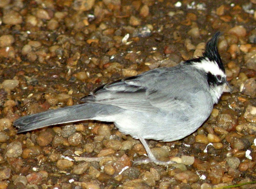 黑冠雀鹀 / Black-crested Finch / Lophospingus pusillus