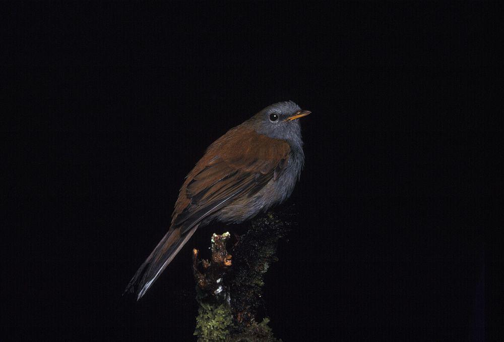 拉美孤鸫 / Andean Solitaire / Myadestes ralloides