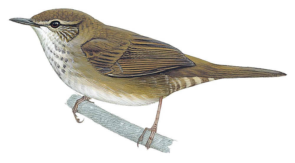 西喜山短翅莺 / West Himalayan Bush Warbler / Locustella kashmirensis