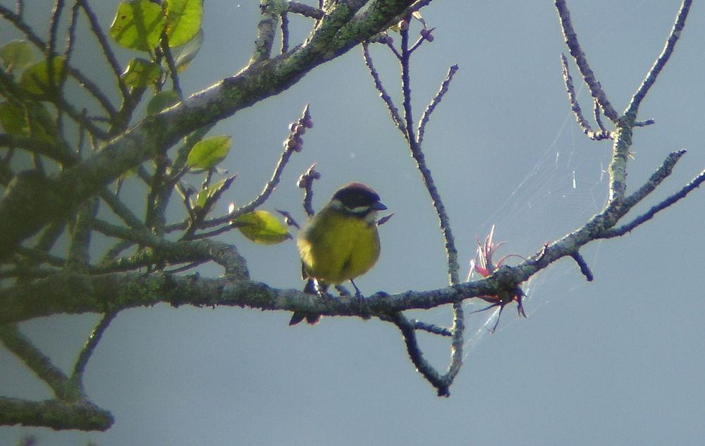 白须薮雀 / Moustached Brushfinch / Atlapetes albofrenatus