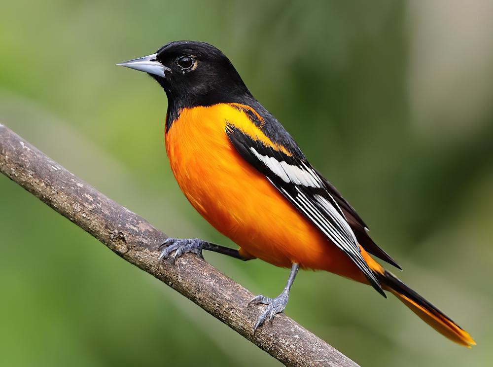 橙腹拟鹂 / Baltimore Oriole / Icterus galbula