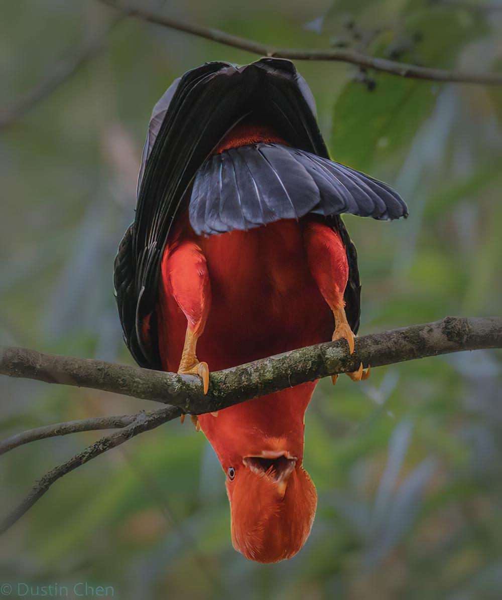 安第斯冠伞鸟 / Andean Cock-of-the-rock / Rupicola peruvianus