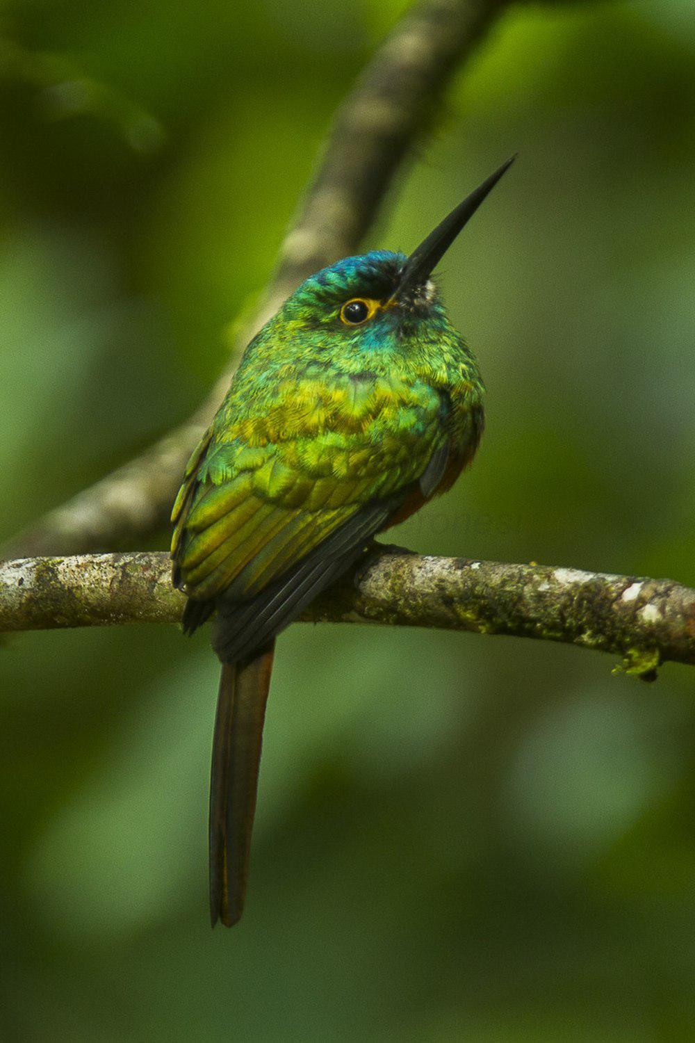 铜胸鹟䴕 / Coppery-chested Jacamar / Galbula pastazae