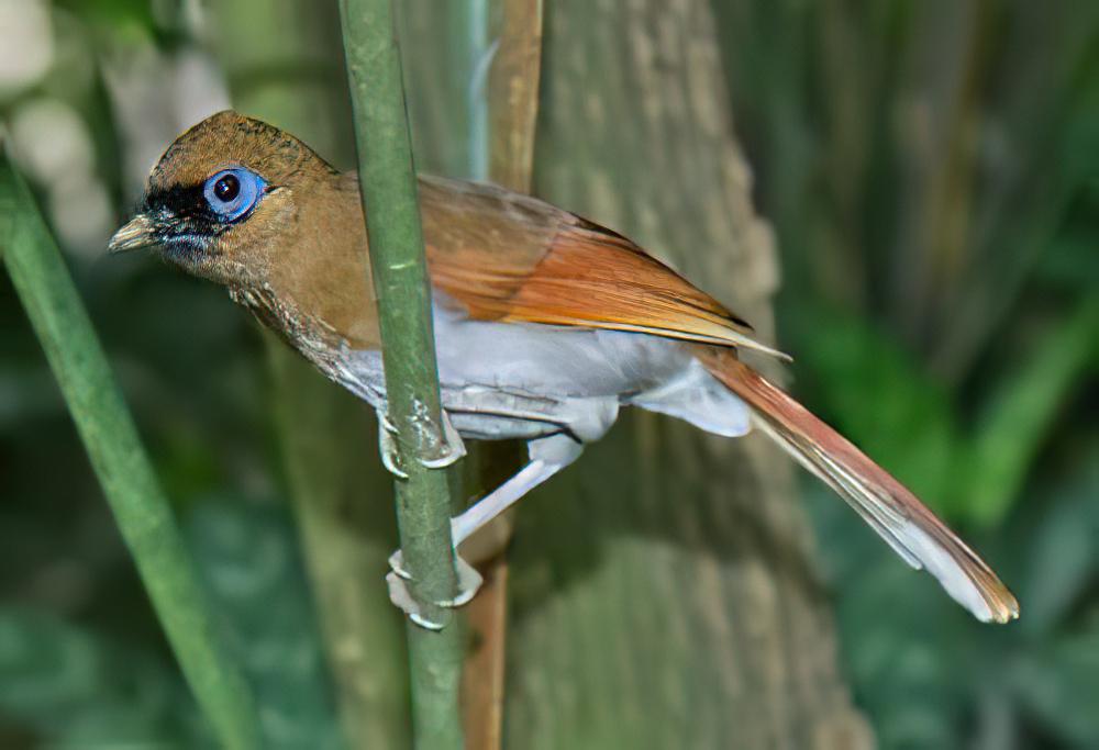 台湾棕噪鹛 / Rusty Laughingthrush / Pterorhinus poecilorhynchus