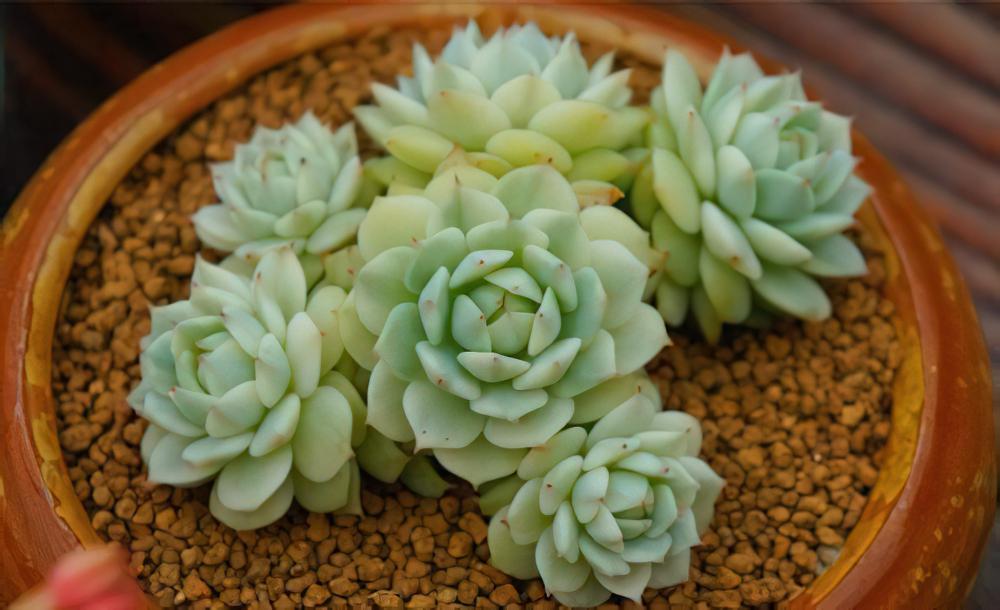 静夜 Echeveria derenbergii