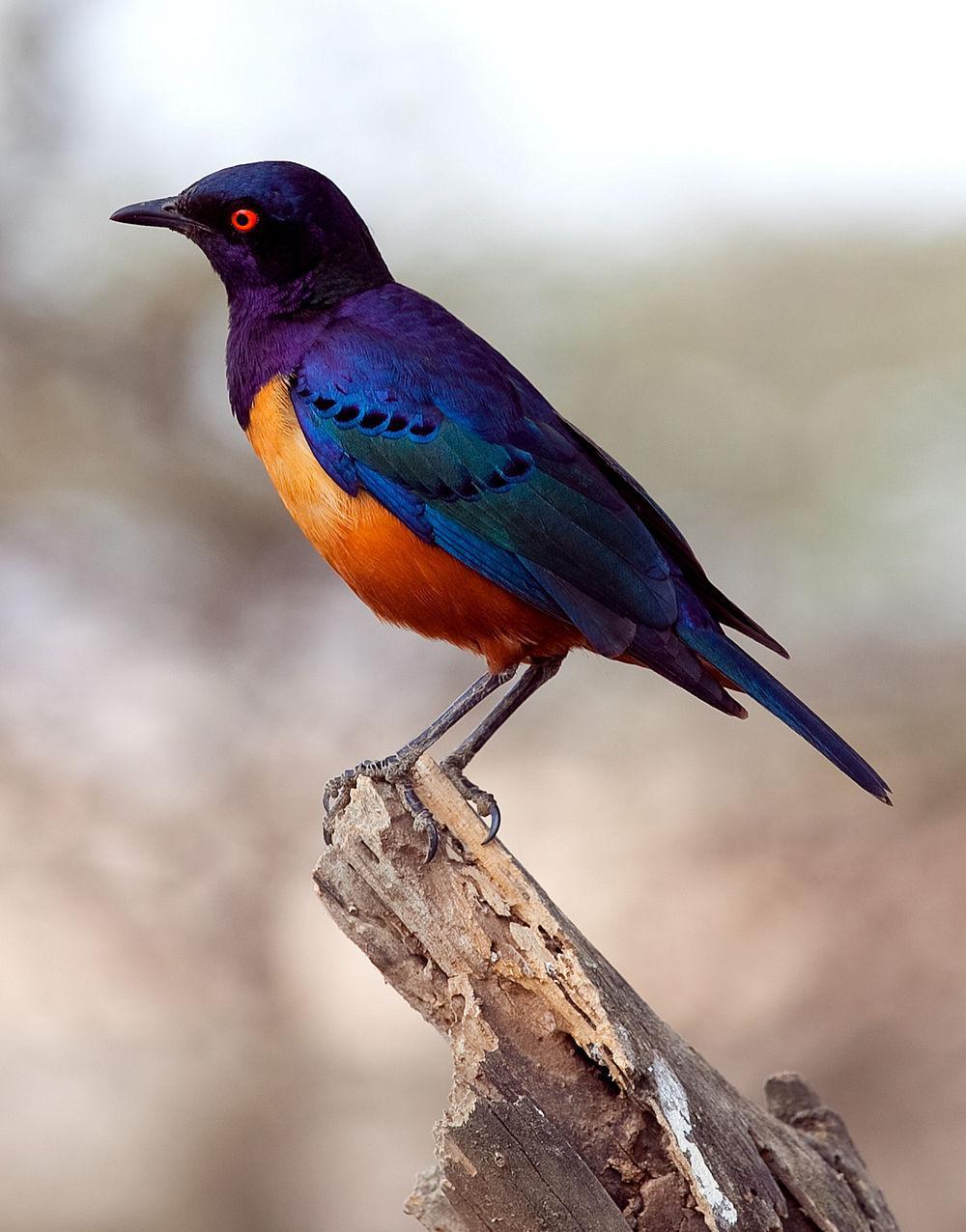 希氏丽椋鸟 / Hildebrandt\'s Starling / Lamprotornis hildebrandti