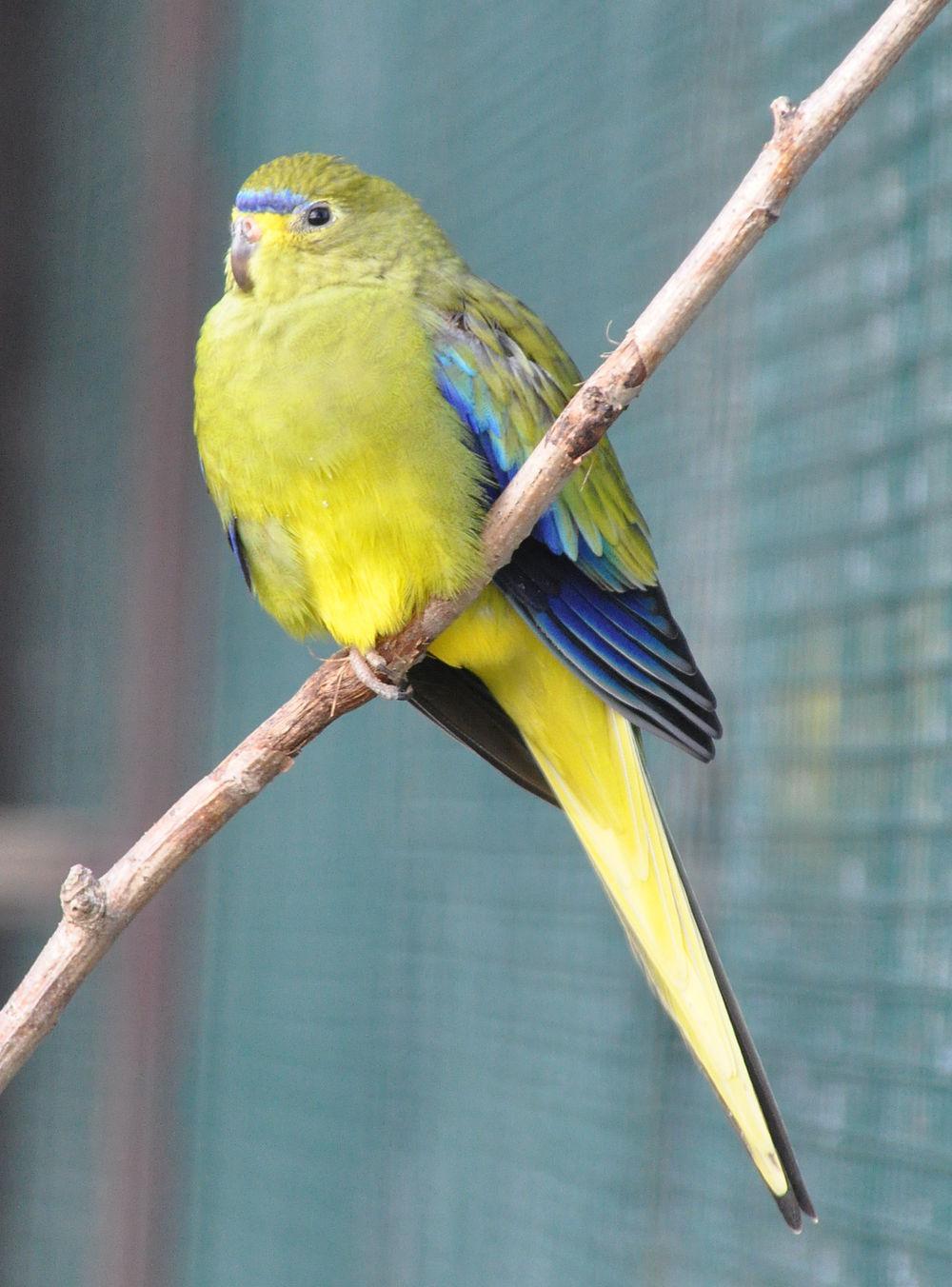 蓝眉鹦鹉 / Elegant Parrot / Neophema elegans