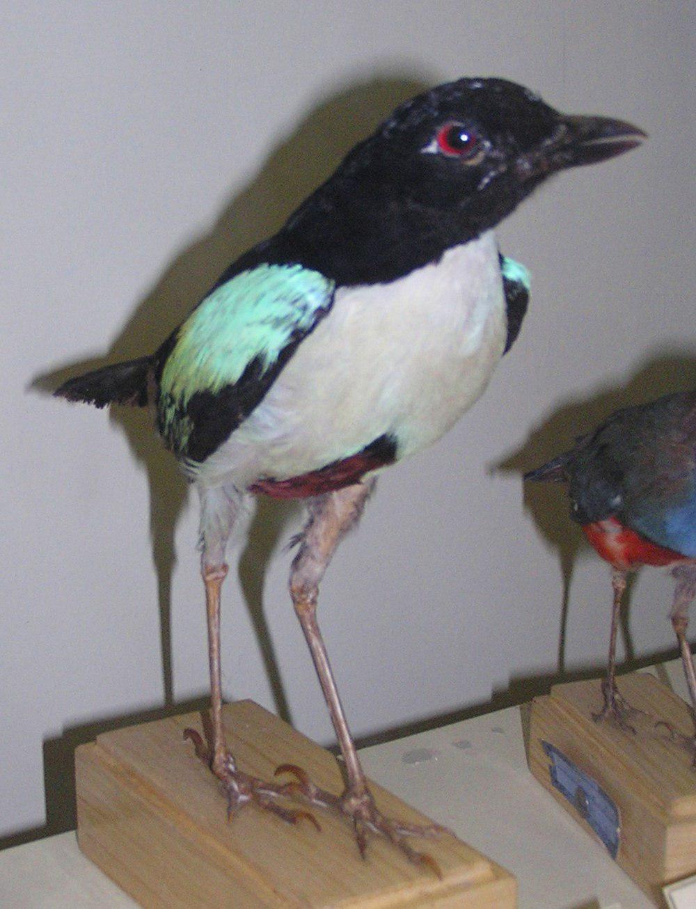 白胸八色鸫 / Ivory-breasted Pitta / Pitta maxima