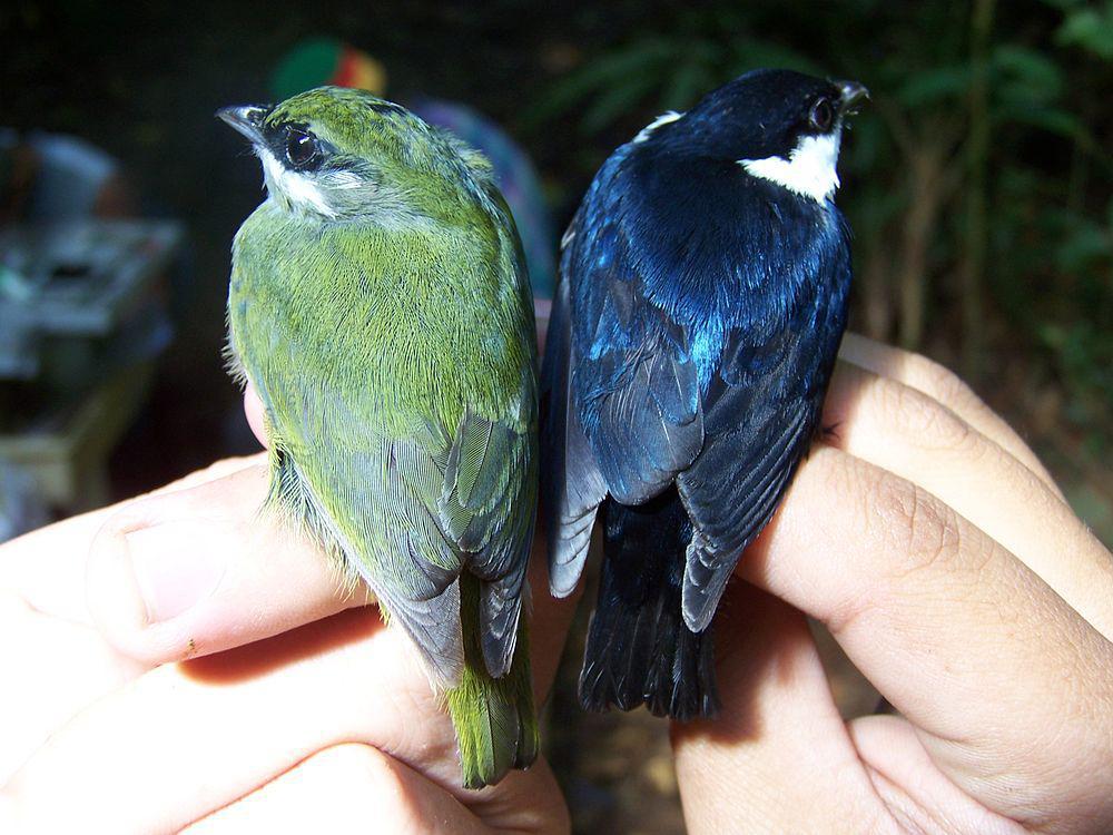 中美白皱领娇鹟 / White-ruffed Manakin / Corapipo altera