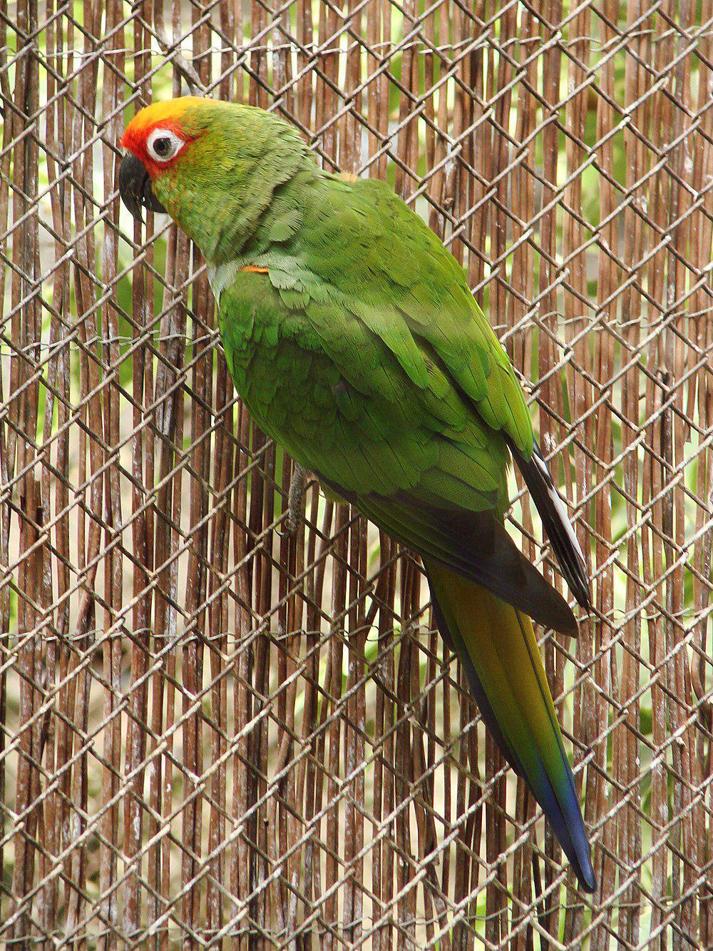 金帽鹦哥 / Golden-capped Parakeet / Aratinga auricapillus