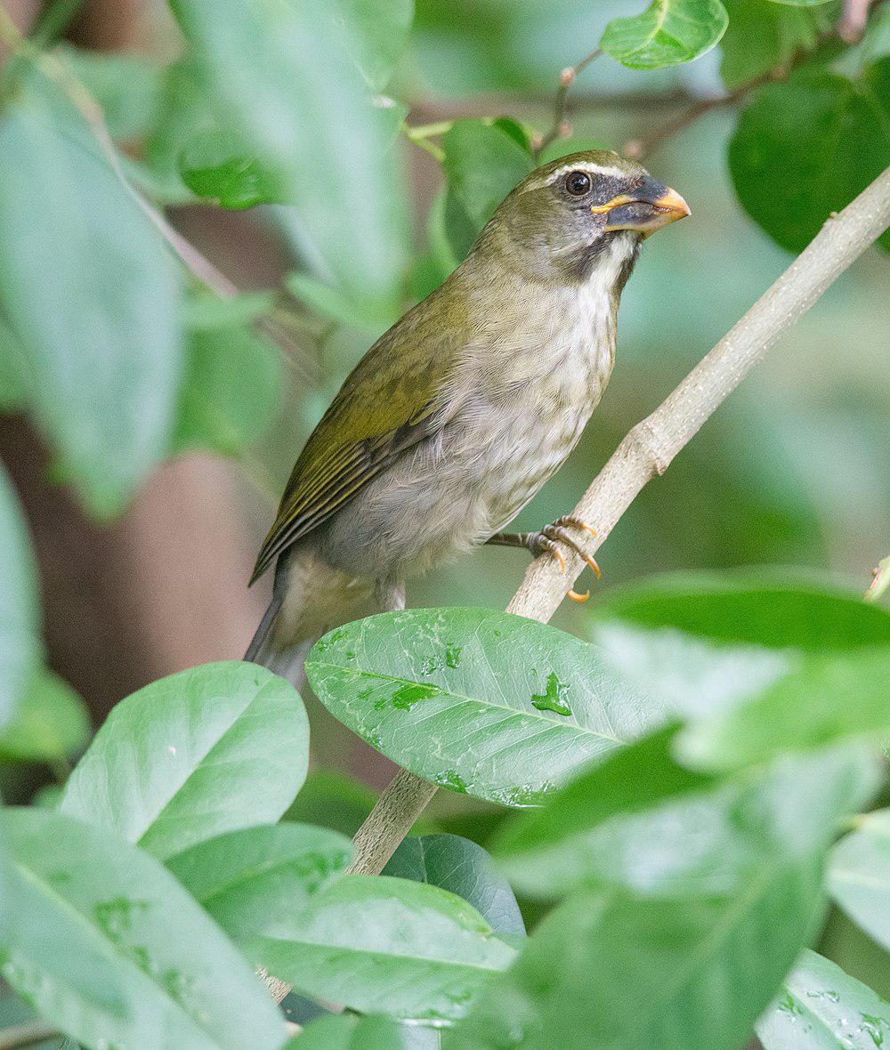 小安第斯舞雀 / Lesser Antillean Saltator / Saltator albicollis