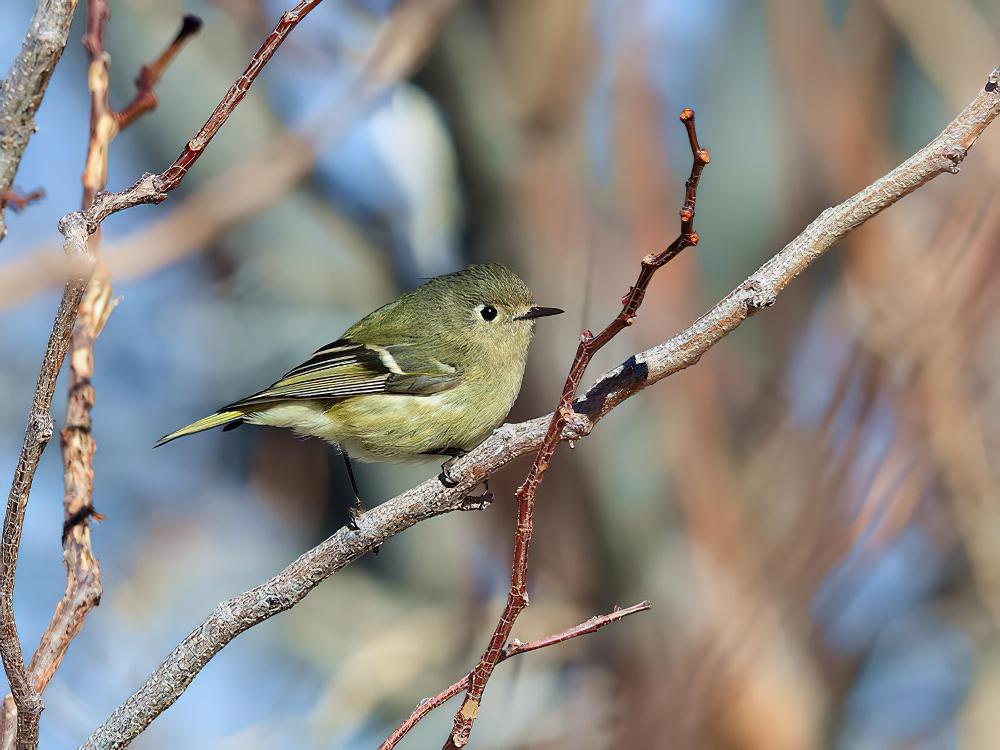 红冠戴菊 / Ruby-crowned Kinglet / Regulus calendula