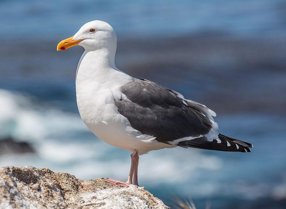 西美鸥 / Western Gull / Larus occidentalis