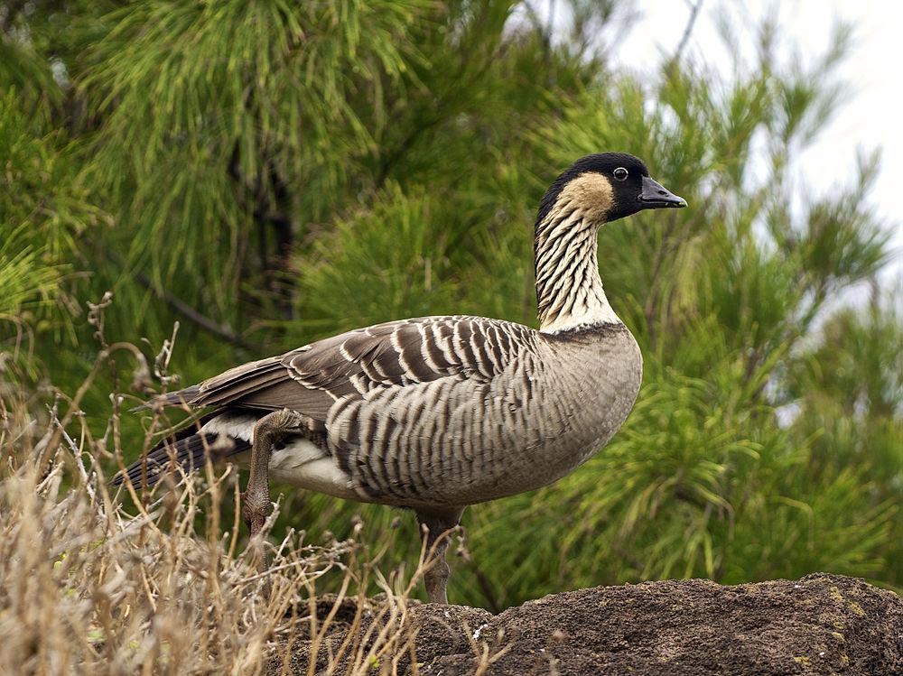 夏威夷黑雁 / Nene / Branta sandvicensis