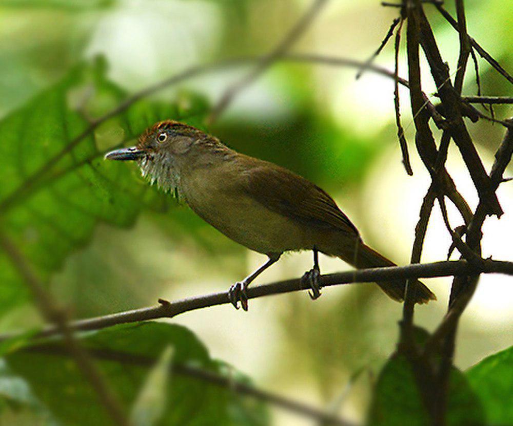 巴拉望树鹛 / Melodious Babbler / Malacopteron palawanense