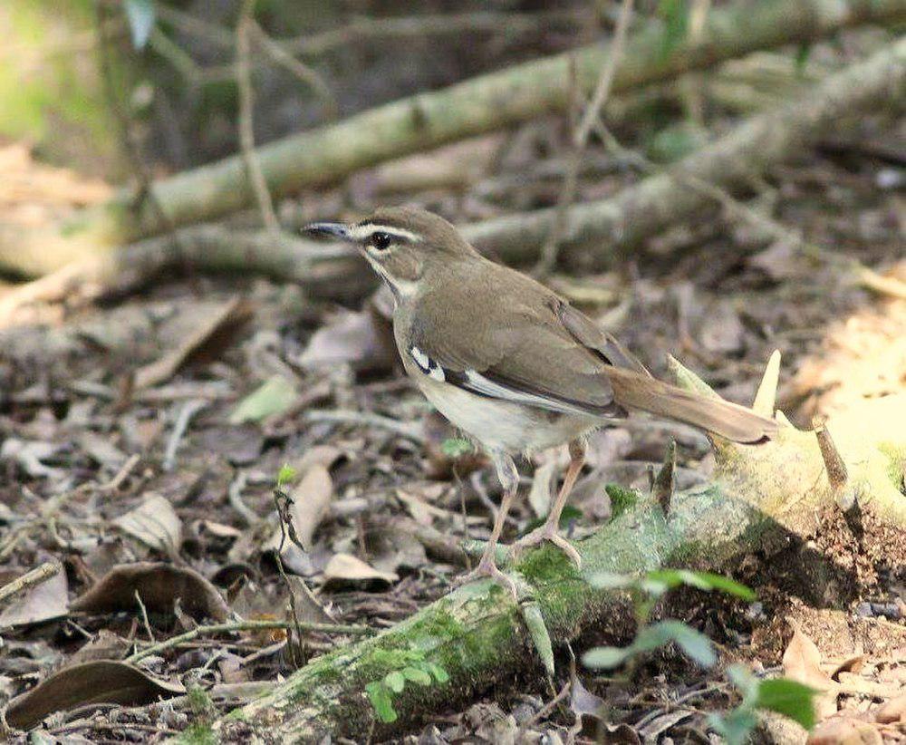 褐薮鸲 / Brown Scrub Robin / Cercotrichas signata