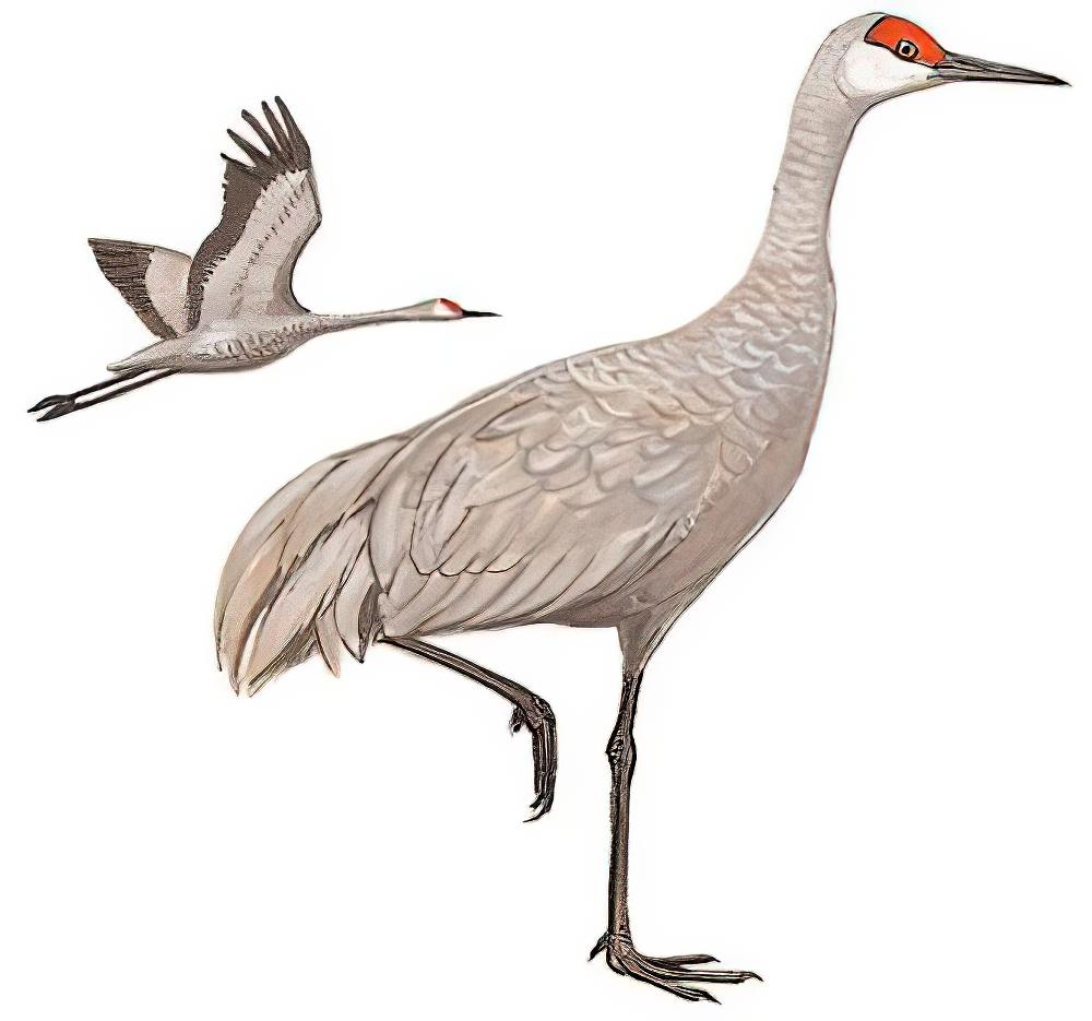 沙丘鹤 / Sandhill Crane / Antigone canadensis