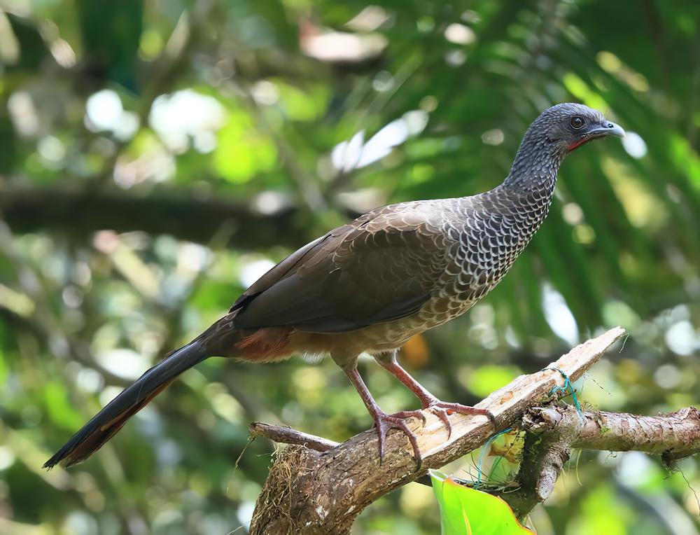 哥伦比亚小冠雉 / Colombian Chachalaca / Ortalis columbiana