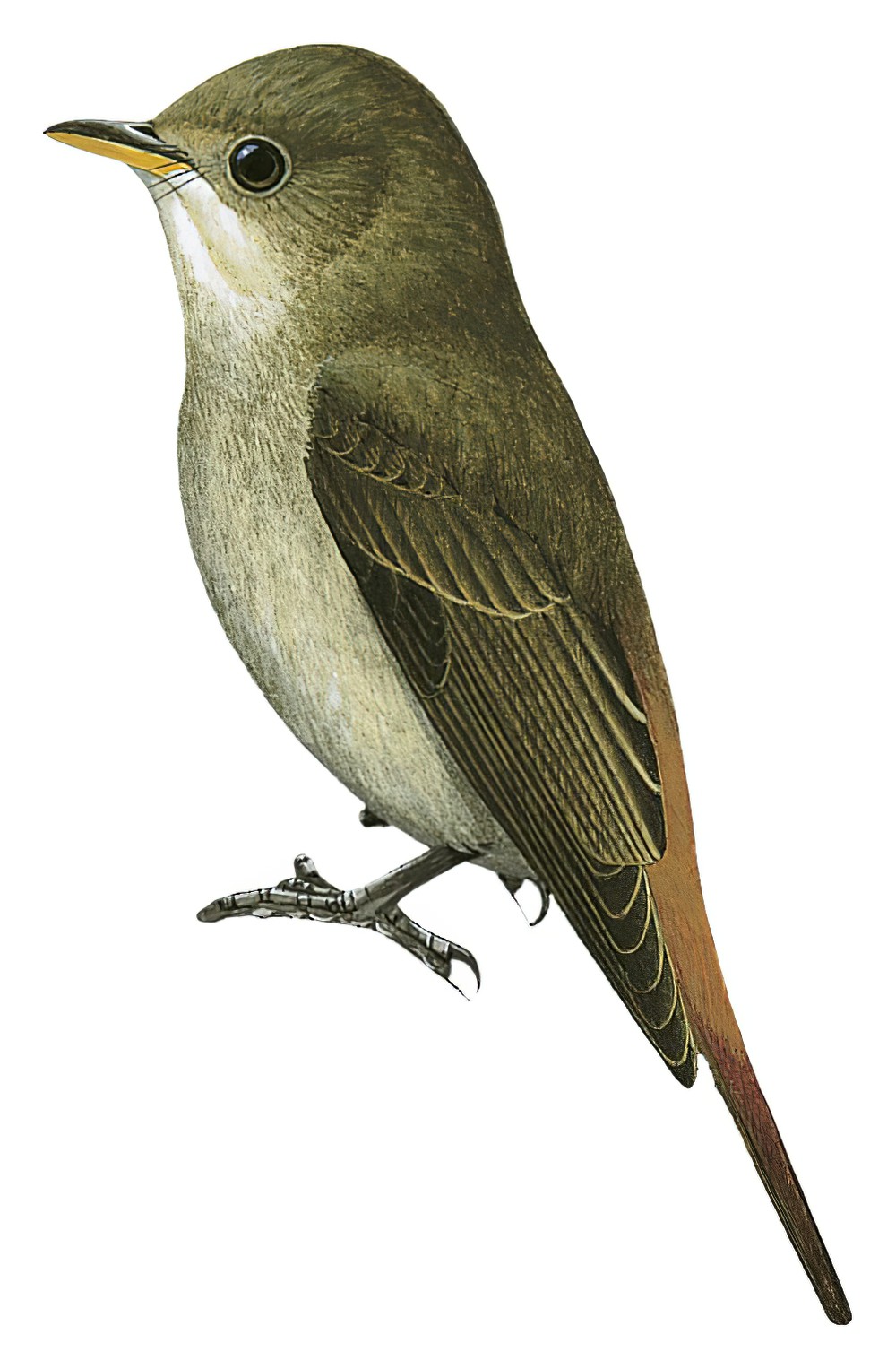 栗尾姬鹟 / Rusty-tailed Flycatcher / Ficedula ruficauda
