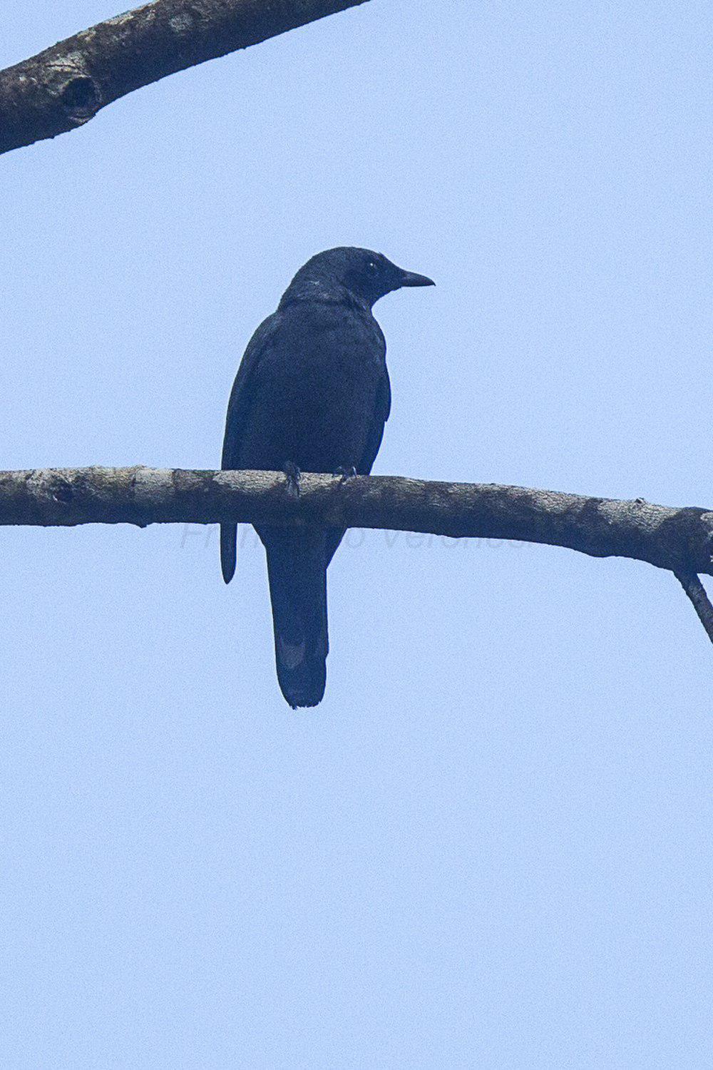 哈岛鹃鵙 / Halmahera Cuckooshrike / Edolisoma parvulum